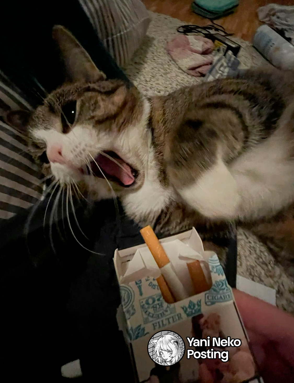 Página 5